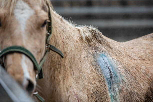 istock Surgery Wound on a Horse 1301679194