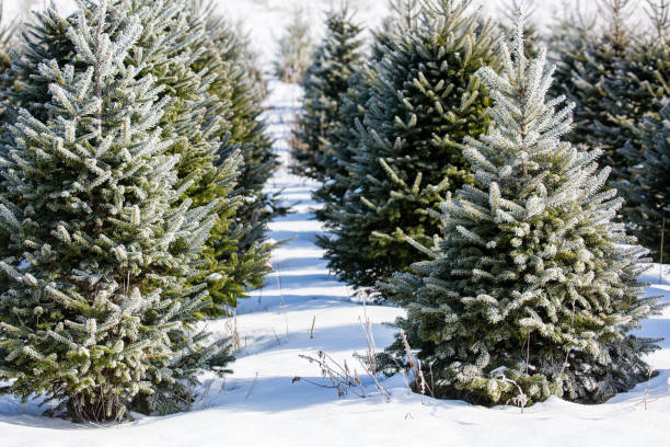 istock Central Wisconsin Christmas trees ready for harvest 1301679389