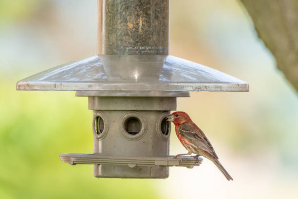 istock House Finch at Bird Feeder 1301680906