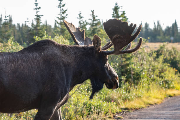 istock Bull moose profile as he moves into the direct sun 1301681542