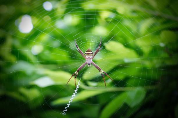 istock St Andrew's Cross Spider On The Web 1301681560