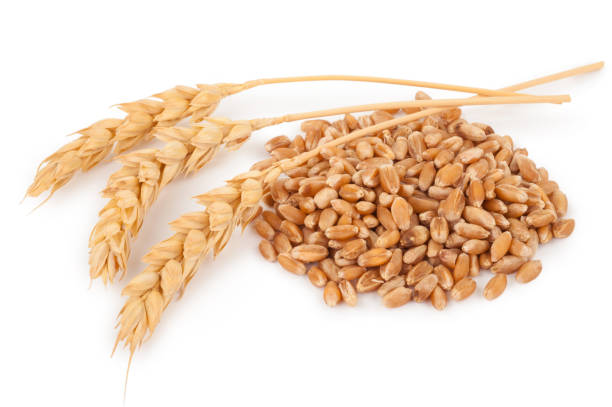 istock Ears of wheat and wheat grains 1301682397