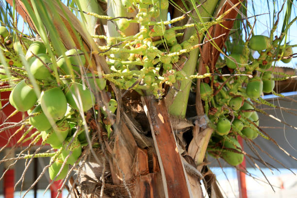 istock bunch of coconut on coconut tree 1301686133