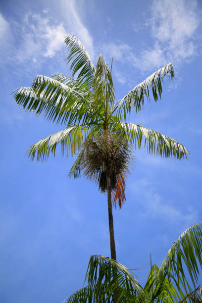 istock acai palm plantation 1301686275