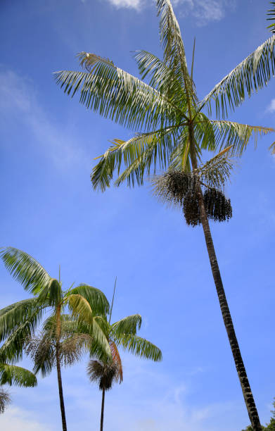 acai palm pflanzung - cabbage palm stock-fotos und bilder