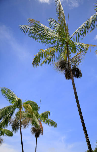 아카이 야자농장 - cabbage palm 뉴스 사진 이미지