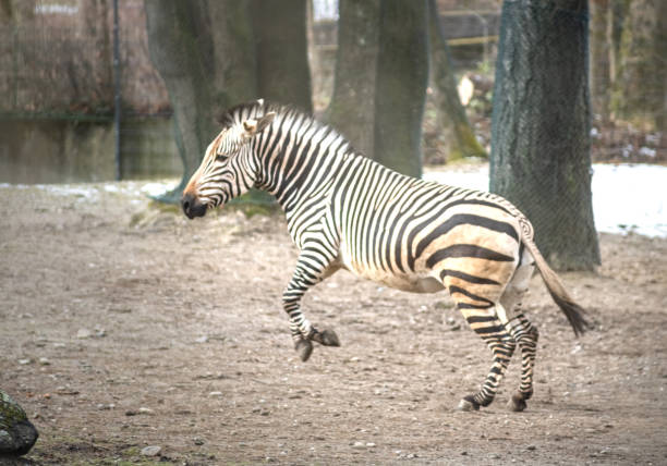 Zebra Equus burchell's running and jumping with snow in the background