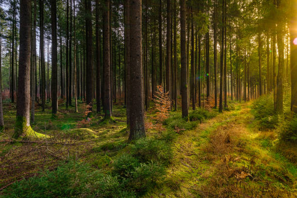istock Beautiful view though a mossy, green forest with sunlight coming from the right side, idyllic place on earth, recreation area in times of corona. 1301687607