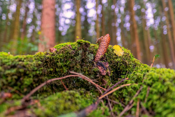 Pinecone lying at the ground in a green mossy forest.