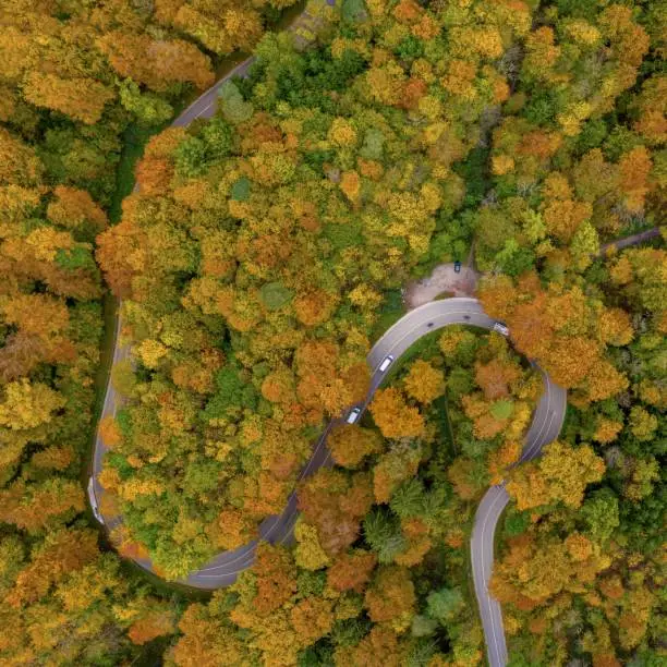 Autumn from above with a droneshot of a double curve in a colorful forest and driving cars, beautiful fall, positive emotional nature photo