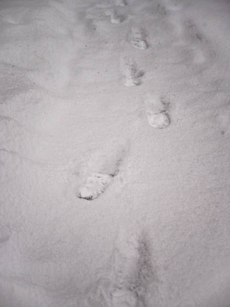 istock Footprints in Fresh Snow in the Winter 1301689503
