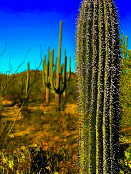 tubo organ cactus en arizona - organ pipe cactus fotografías e imágenes de stock