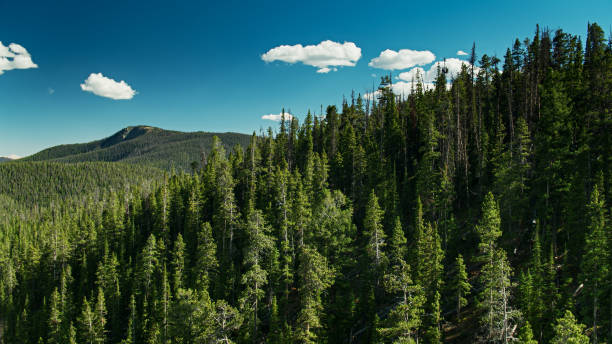 istock Treetops in Monarch Pass in Summer - Drone Shot 1301694318