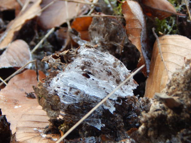 istock Frosty day at the creek in the forest 1301696244