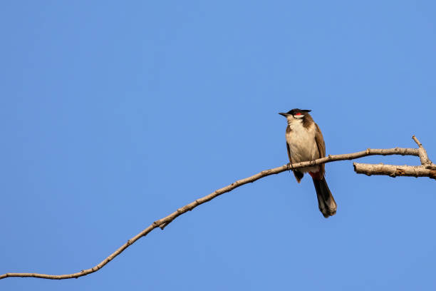 istock Close-up Red-Whiskered Bulbul or Crested Bulbul was Perched on Branch Isolated on Blue Sky 1301696734