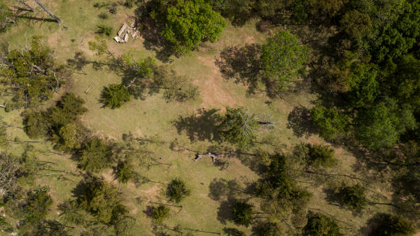 istock Aerial view of forest 1301699555