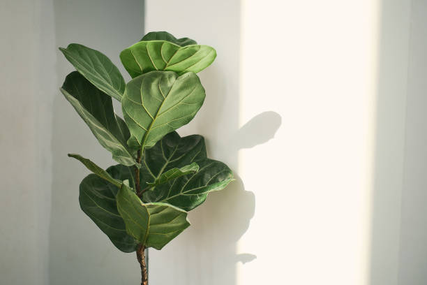 foglie verdi di fiddle fig o ficus lyrata. pianta d'appartamento di fico a foglia di violino su sfondo bianco, piante purificanti per l'aria per la casa, piante d'appartamento con benefici per la salute - beauty in nature bright building exterior close up foto e immagini stock