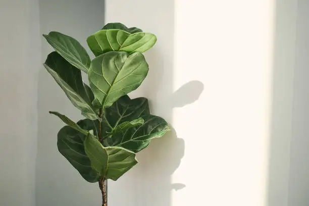 Photo of Green leaves of Fiddle Fig or Ficus Lyrata. Fiddle-leaf fig tree houseplant on white wall background,, Air purifying plants for home, Houseplants With Health Benefits