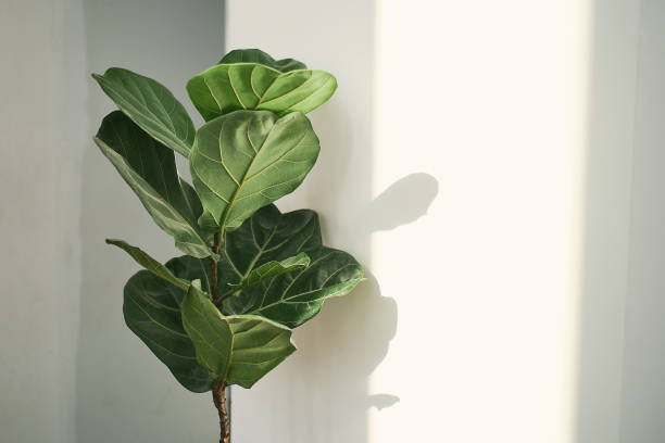 gröna blad av fiddle fig eller ficus lyrata. fiol-blad fikonträd krukväxt på vit vägg bakgrund,, luftrenande växter för hem, krukväxter med hälsofördelar - interior objects bildbanksfoton och bilder