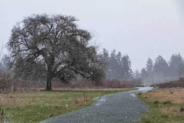 Photo of Snow Falling Lightly On Vancouver Island