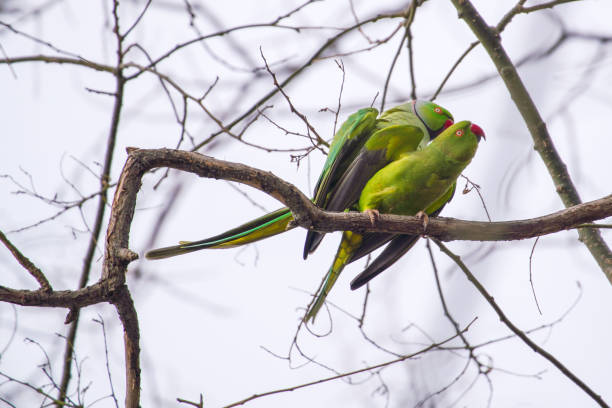 istock Pair of big rose-ringed parakeet mating on tree 1301702609
