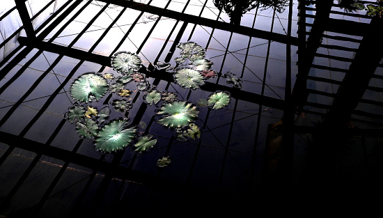 The reflection of water lily leaves in the pond and the roof building (selective focus)Deliberately contrasting glossy