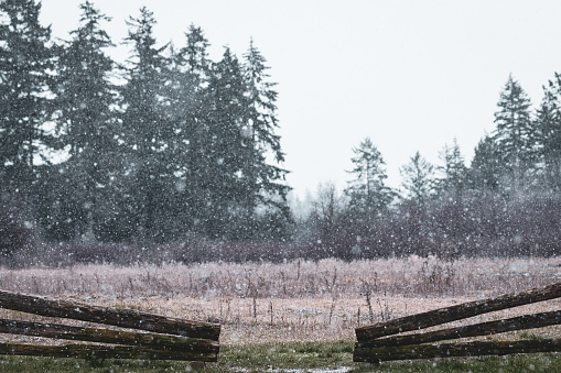 A light snowfall in a rural field on southern Vancouver Island.