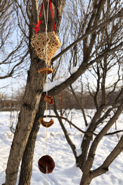 istock Handmade edible bird feeder outdoors at winter day. DIY and kid's creativity. 1301703309