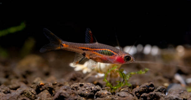 red least rasbora or exclamation-point rasbora which is one type of fish look for food in fresh water aquarium tank - starting at the bottom imagens e fotografias de stock