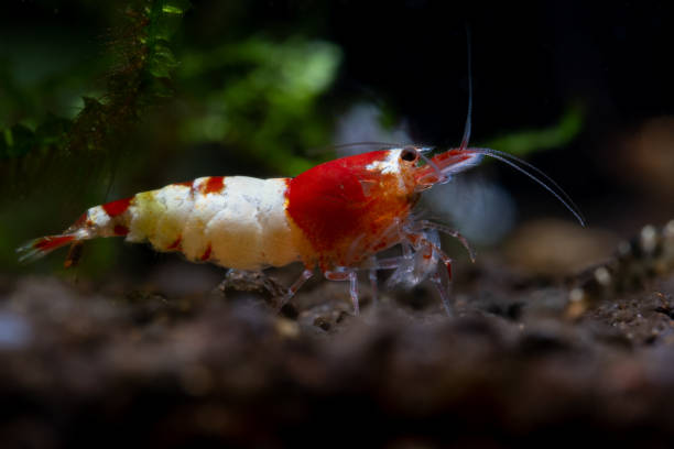 istock Close up red bee with thick red head stay calm with other type shrimp as background in freshwater aquarium tank 1301703335