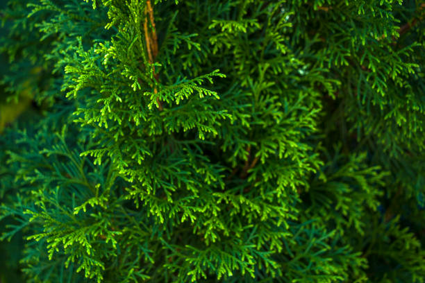 Thuja occidentalis, or living tree. Evergreen coniferous tree in cypress family (Cupressaceae). Platycladus or Biot. Natural background. Thuja occidentalis, or living tree. Evergreen coniferous tree in cypress family (Cupressaceae). Platycladus or Biot. Natural background biot stock pictures, royalty-free photos & images