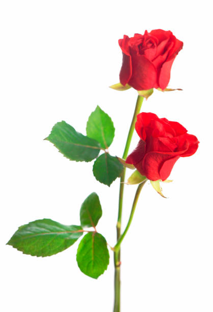 istock beautiful red roses on a white background 1301704289