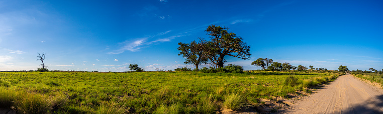 Tall grass and camel thorn trees in the lush Kalahari desert, an area normally dry and arid, but flourishing and green after record rains.