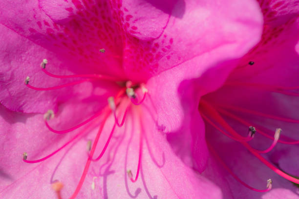 istock Pink colored azalea flowers in spring 1301706058