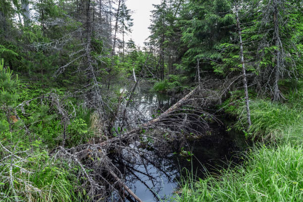 istock Pine green trees forest nature landscape 1301706225