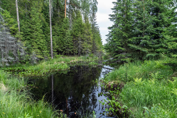 istock Pine green trees forest nature landscape 1301706229