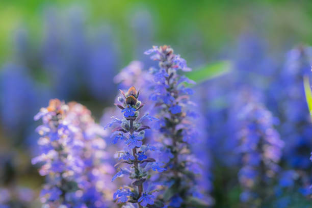 istock Purple colored lavender flowers at the park 1301706920