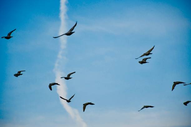 istock Birds flying in the sky 1301707058