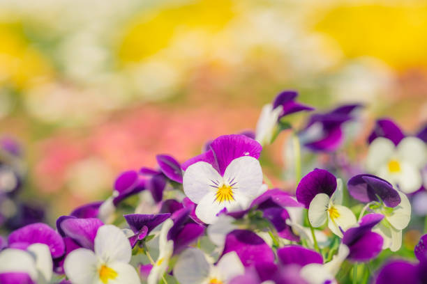 Colorful pansy flowers at the park in spring