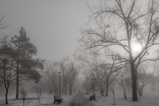 Foggy morning in the February city park