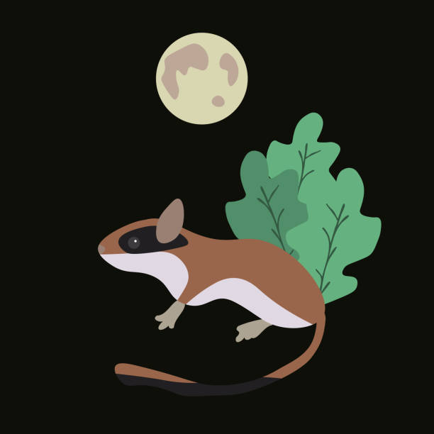 120+ Dormouse Stock Illustrations, Royalty-Free Vector Graphics & Clip