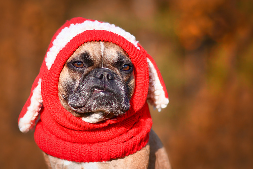 Funny French Bulldog dog with tooth sticking out wearing a knitted red hat with rabbit ears in front of blurry autumn background