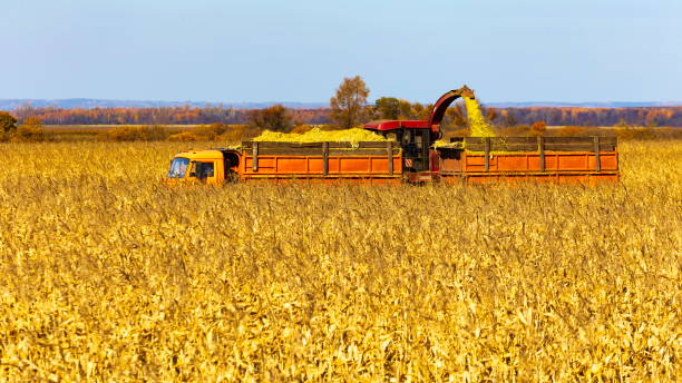 istock A large agricultural harvester 1301709676