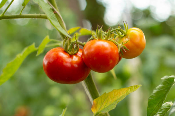 istock Ripe tomatoes growing on bushes in the garden. 1301709833