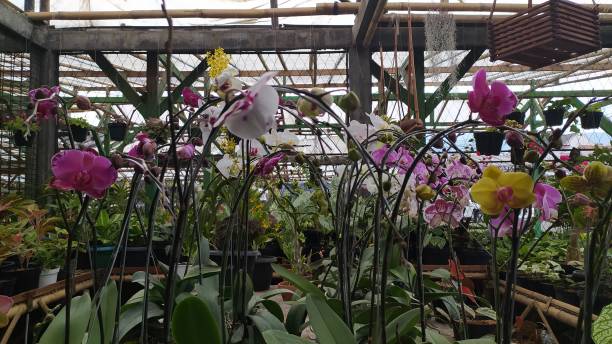 istock Bunch of Colorful Orchid 1301710602
