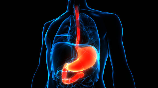 istock Human Digestive System Stomach Anatomy 1301710904