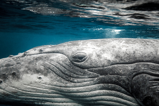 Close up of Humpback whale calf face and eye