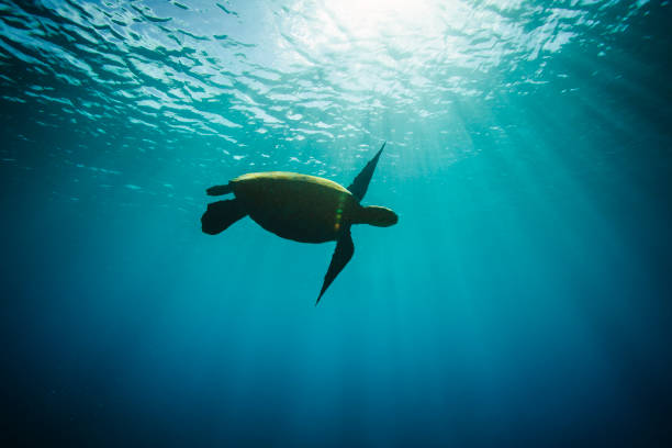 istock Green sea turtle swimming through clear blue ocean with warm sun rays 1301711464