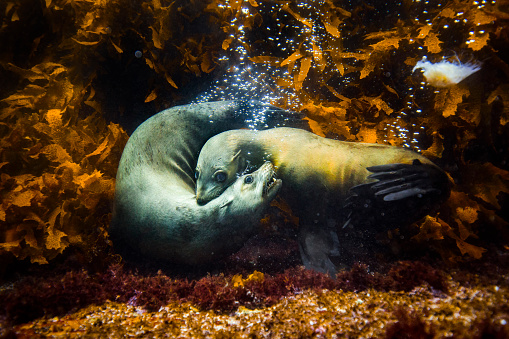 Cute Australian fur seals or sea lions together biting in the kelp