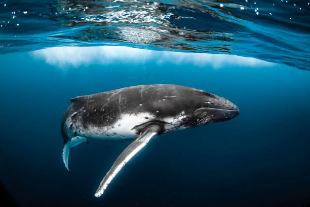 istock Humpback whale playfully swimming in clear blue ocean 1301711769